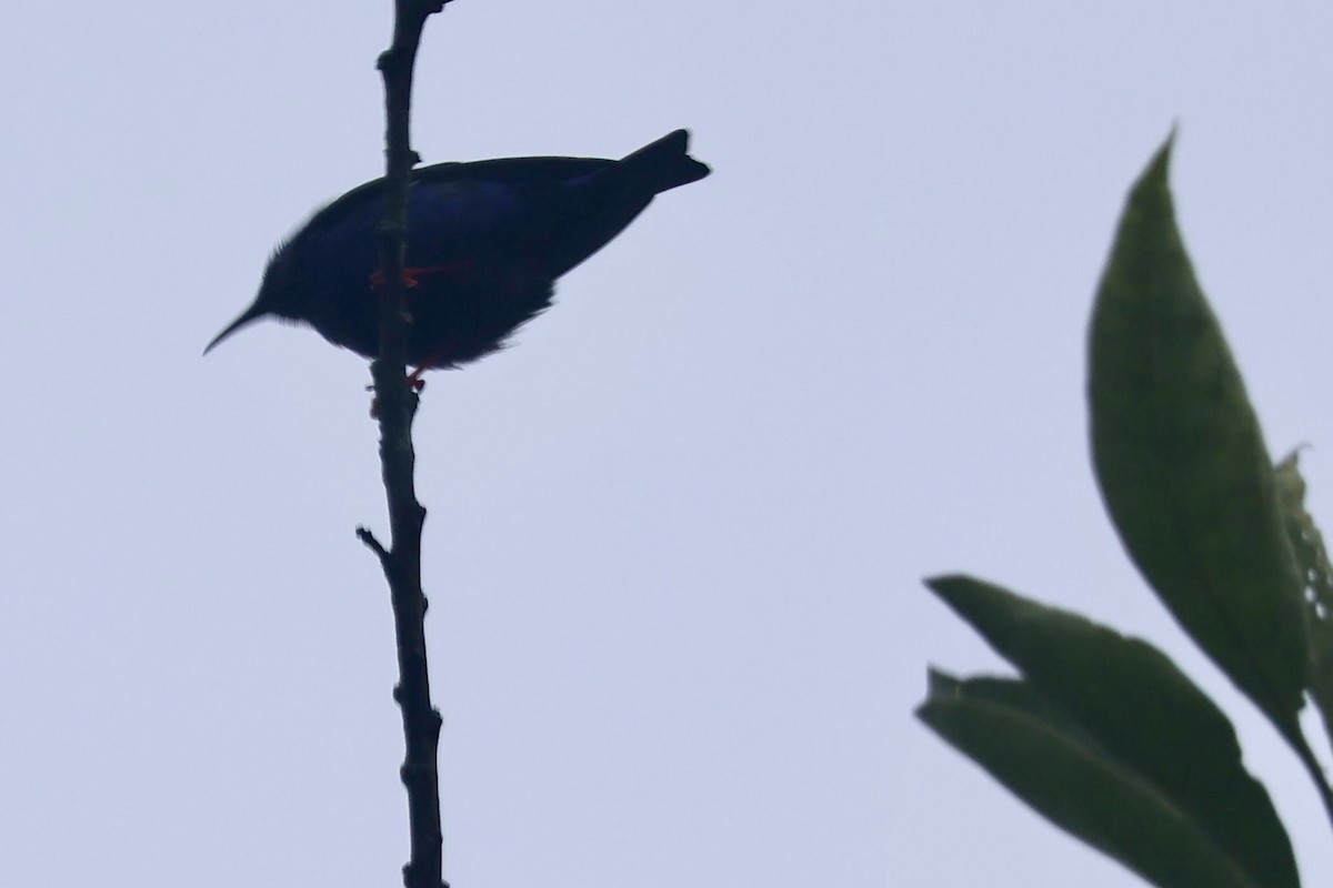 Red-legged Honeycreeper - ML643379882