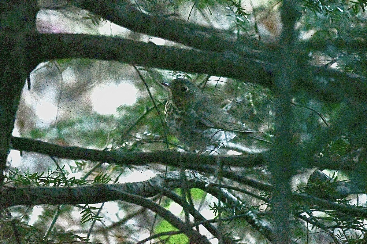 Swainson's Thrush - ML643379894