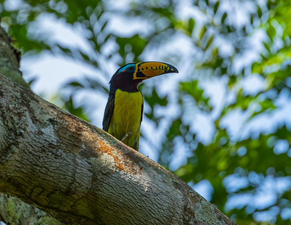 Lettered Aracari - ML643379902