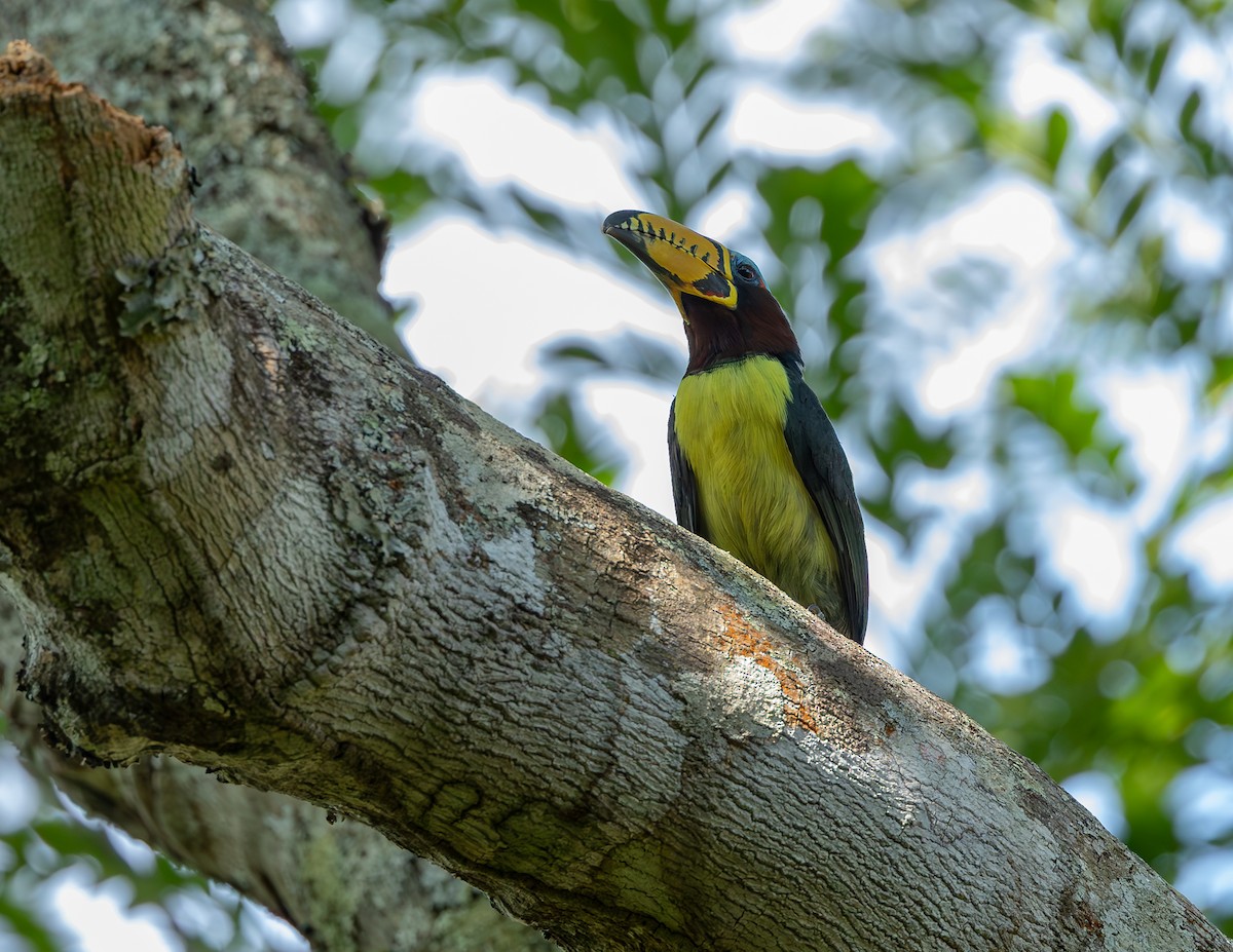 Lettered Aracari - ML643379903