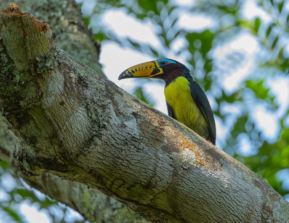 Lettered Aracari - ML643379904