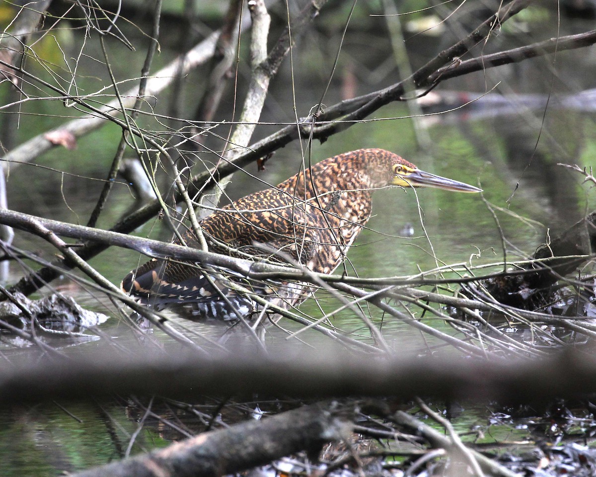 Rufescent Tiger-Heron - ML643379909