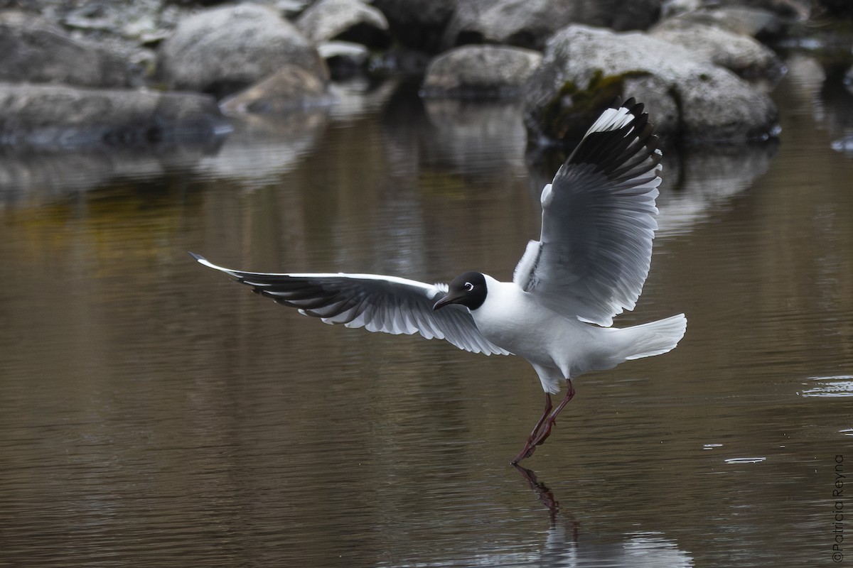 Mouette des Andes - ML643379935