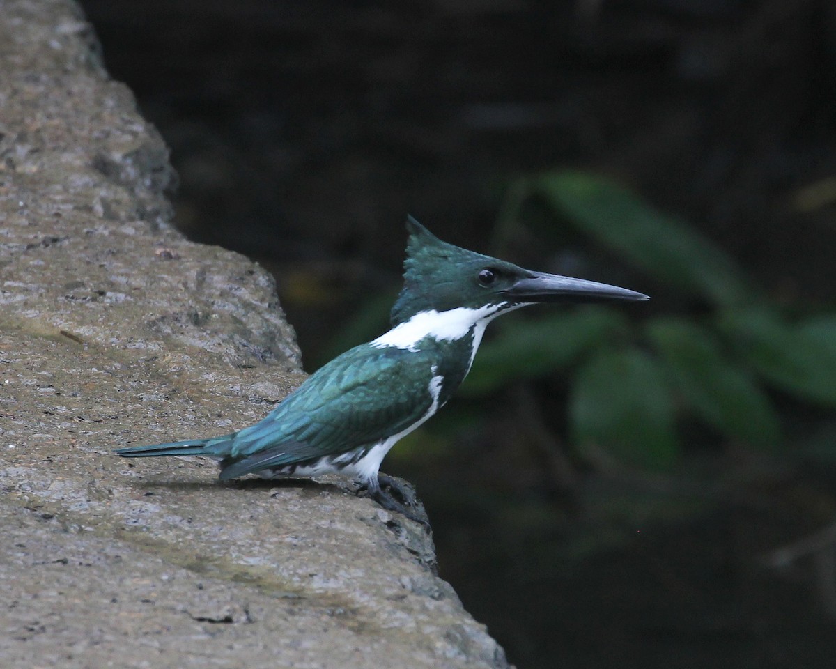 Amazon Kingfisher - ML643379944