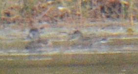 Boz Ördek - ML643379953
