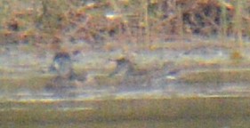 Boz Ördek - ML643379954