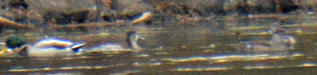 Boz Ördek - ML643379955