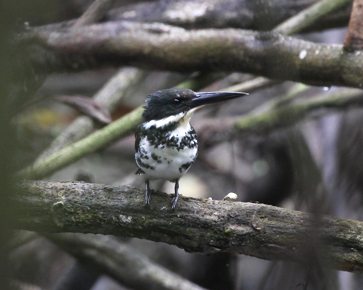 Green Kingfisher - ML643379983
