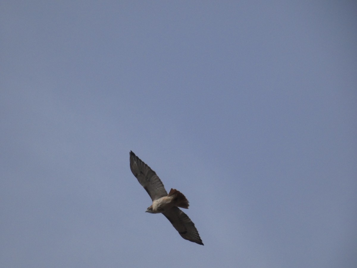 Red-tailed Hawk - ML643379985