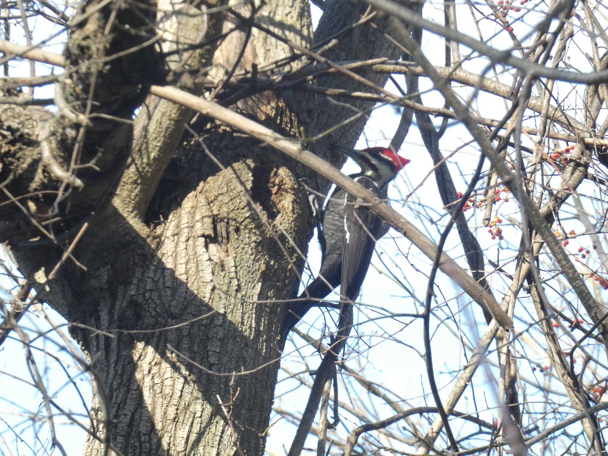 Pileated Woodpecker - ML643380001