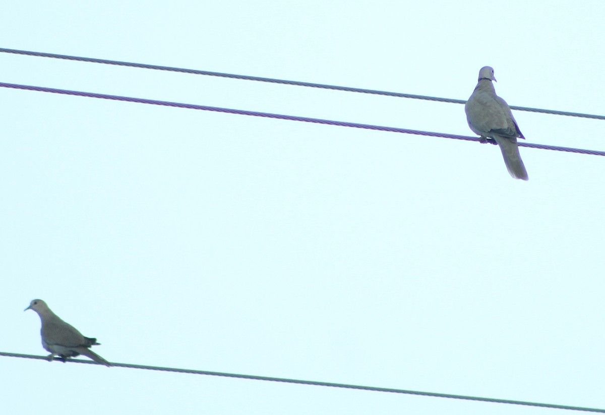 תור צווארון - ML643380006