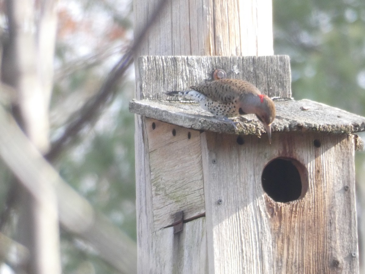Northern Flicker - ML643380020