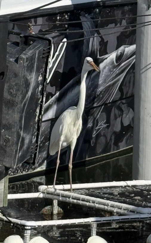 Great Blue Heron (Great White) - ML643380024