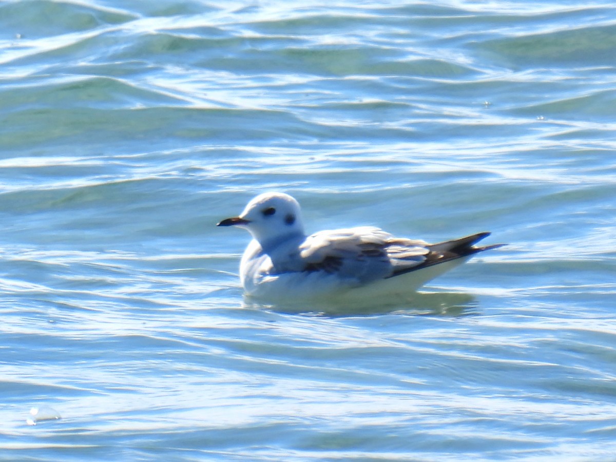 Bonaparte's Gull - ML643380025