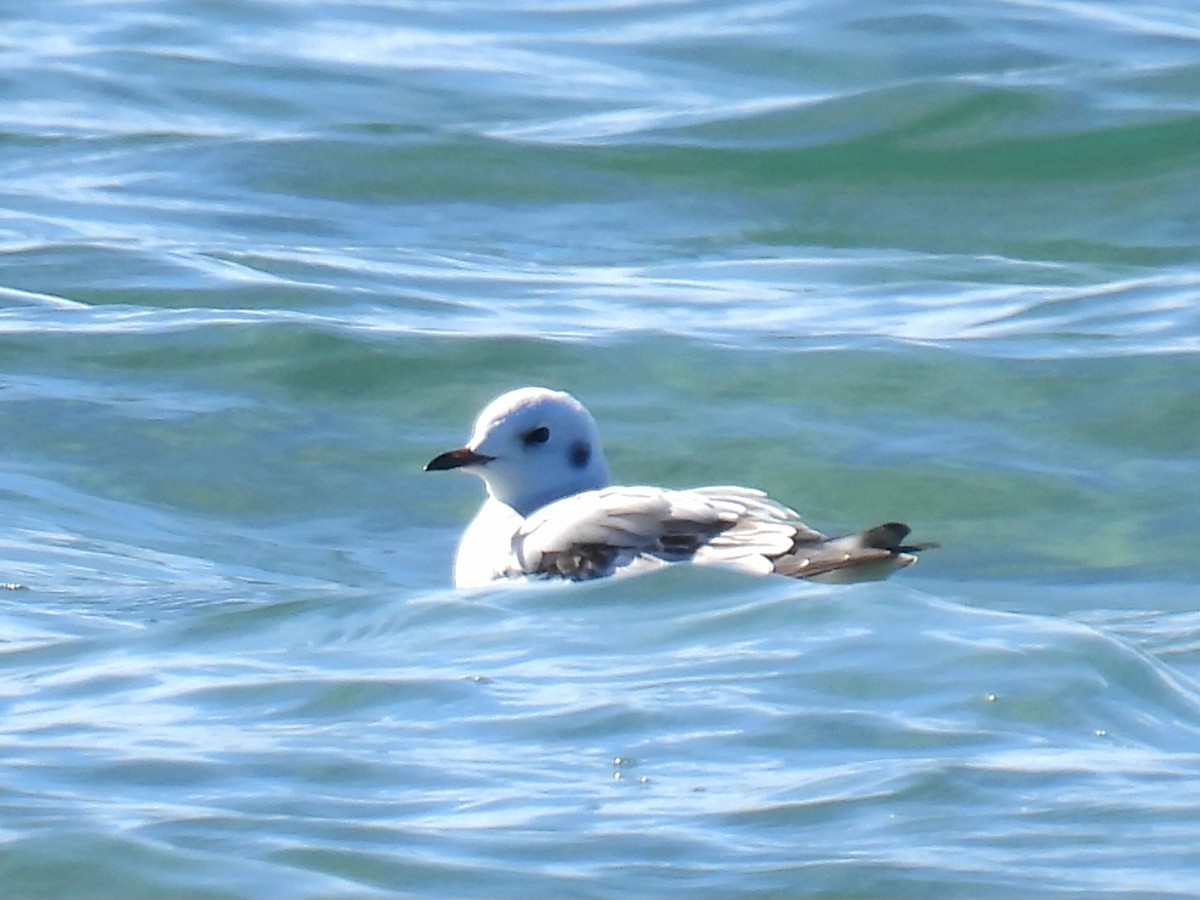 Bonaparte's Gull - ML643380026