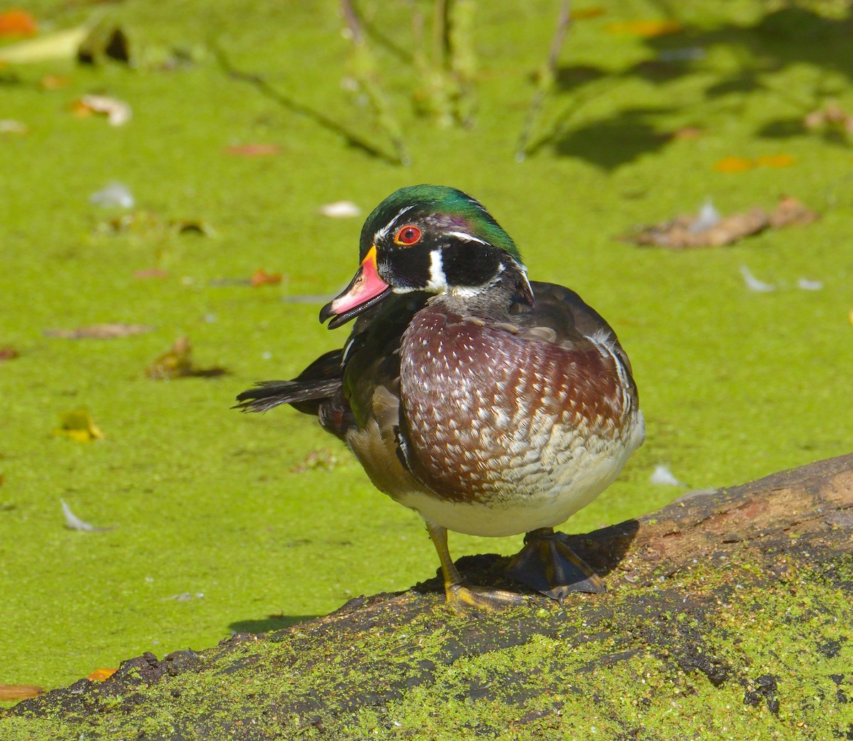 Wood Duck - ML643380029
