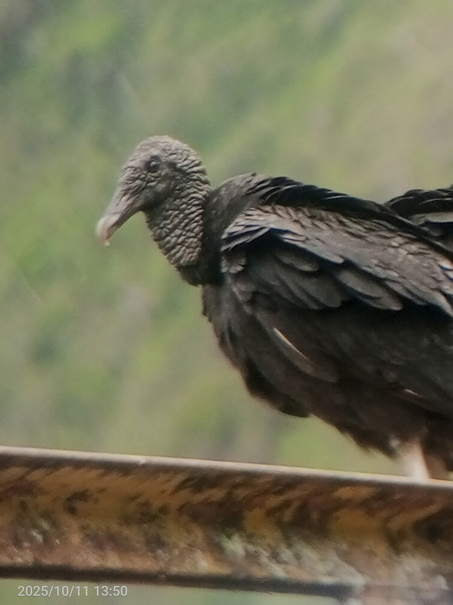 Black Vulture - ML643380037