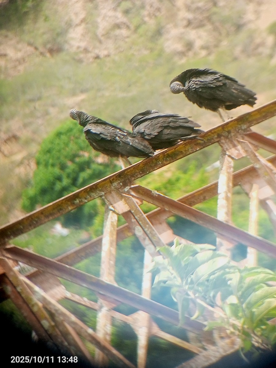 Black Vulture - ML643380038