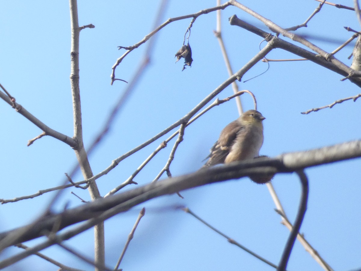 American Goldfinch - ML643380040