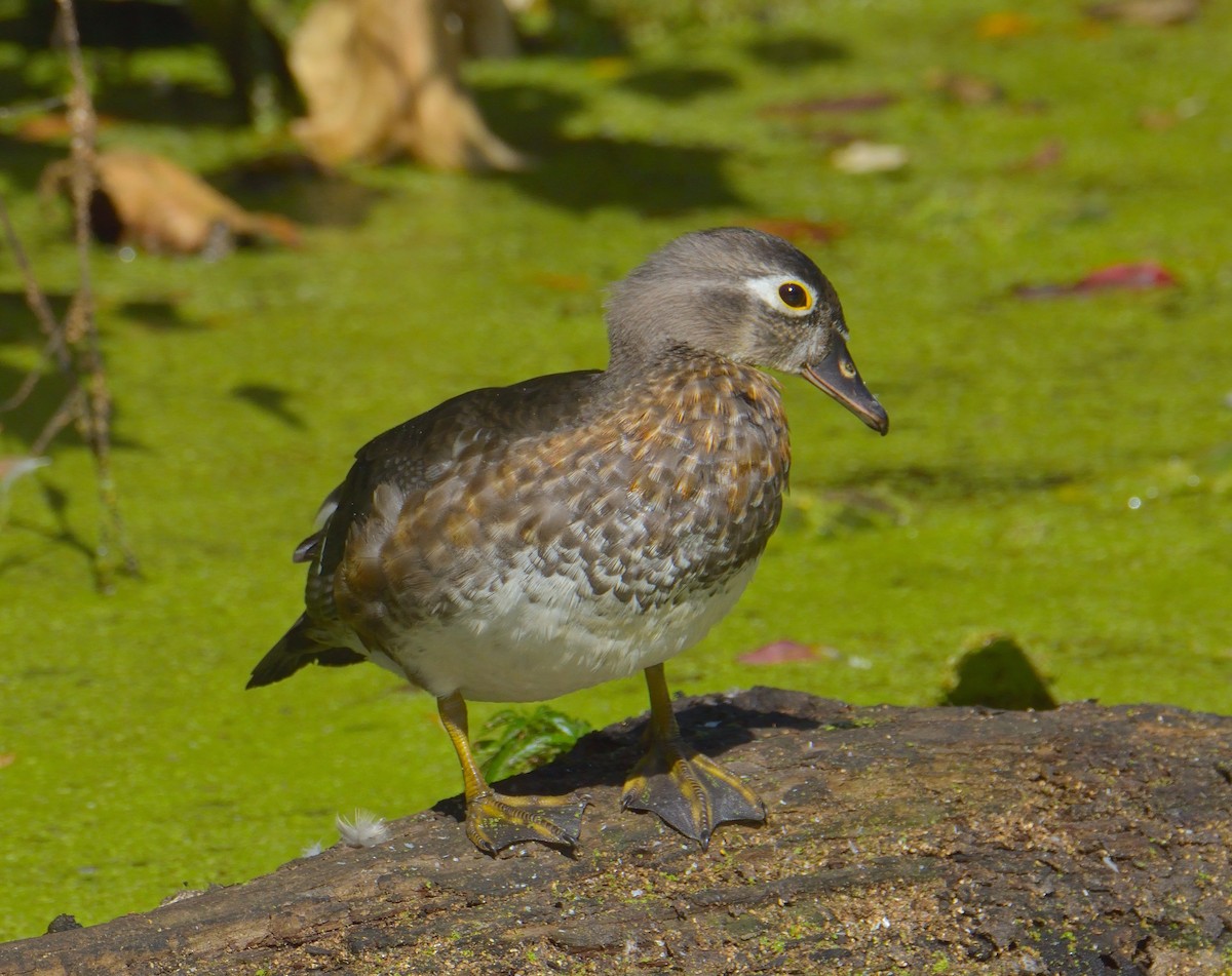 Wood Duck - ML643380041