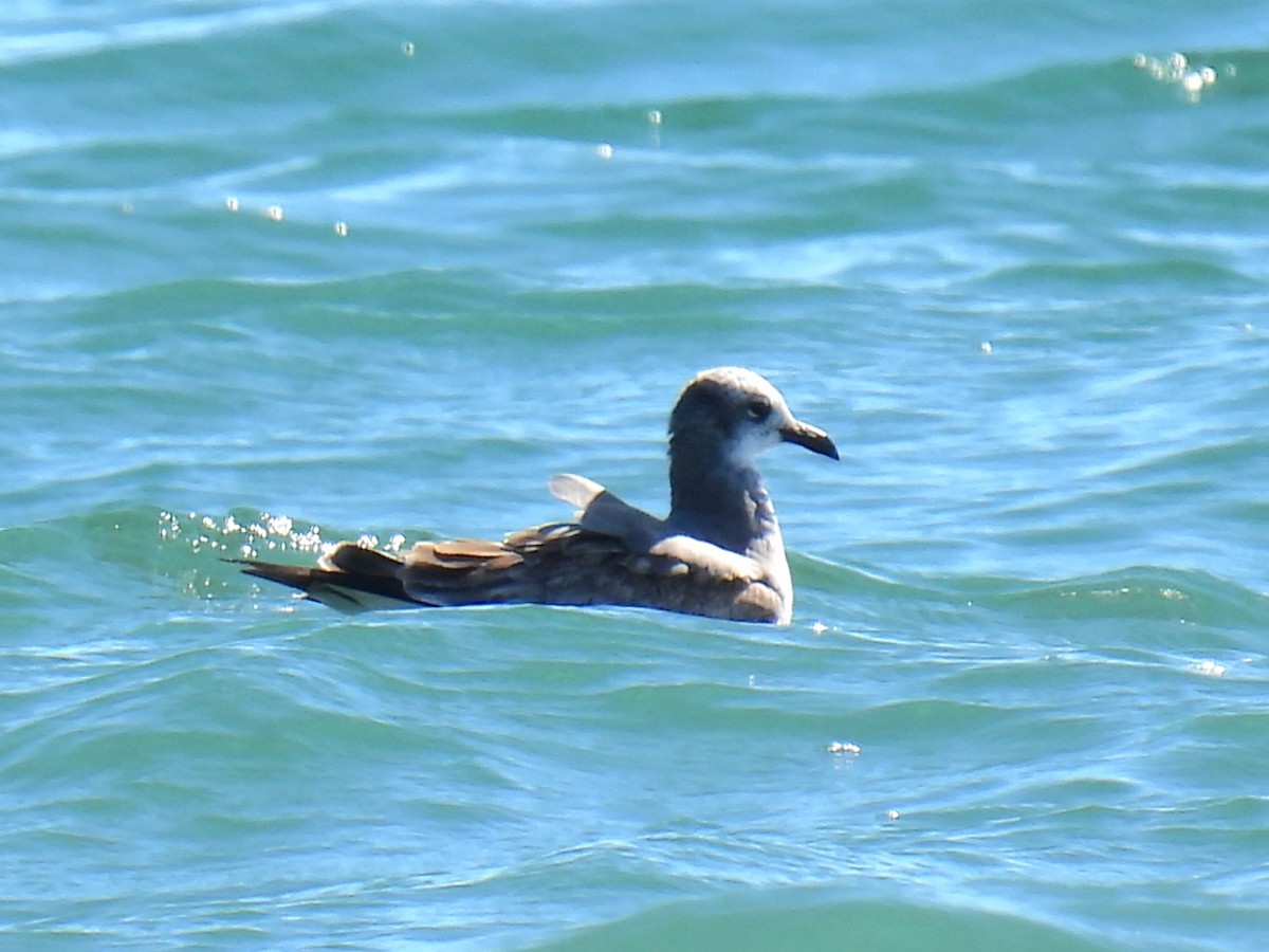 Laughing Gull - ML643380044