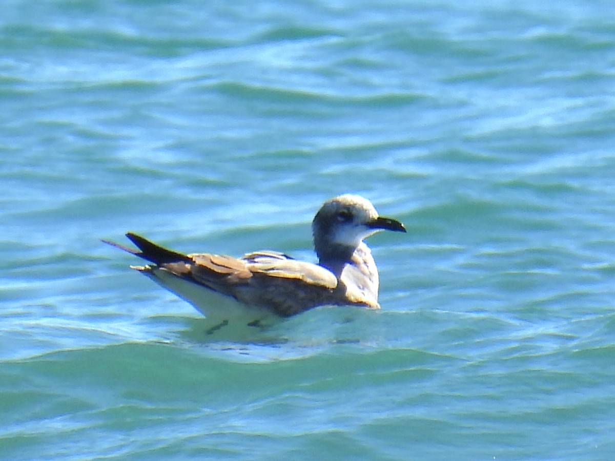 Laughing Gull - ML643380045