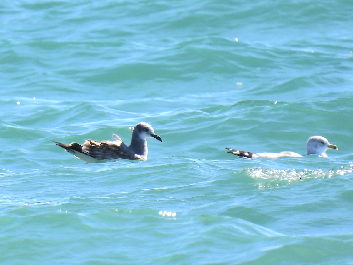 Laughing Gull - ML643380046