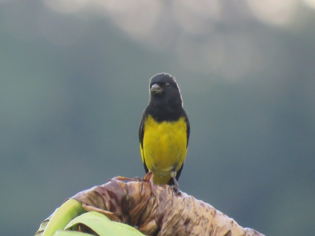 Jilguero Ventriamarillo - ML643380058
