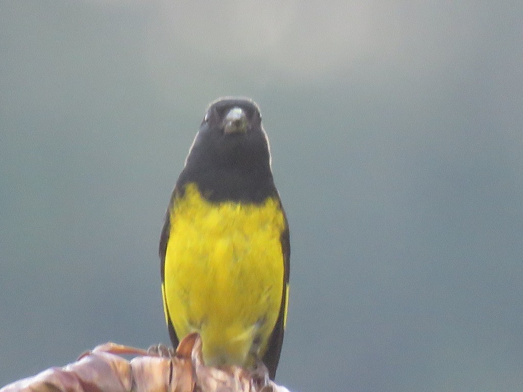 Jilguero Ventriamarillo - ML643380059