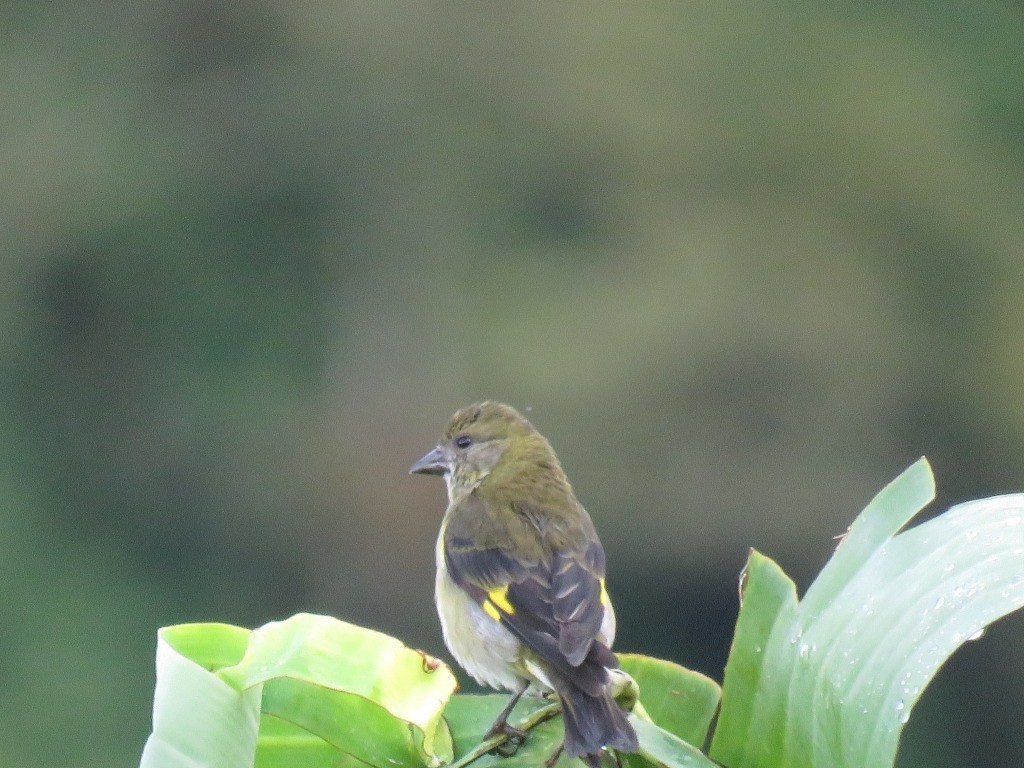 Jilguero Ventriamarillo - ML643380061