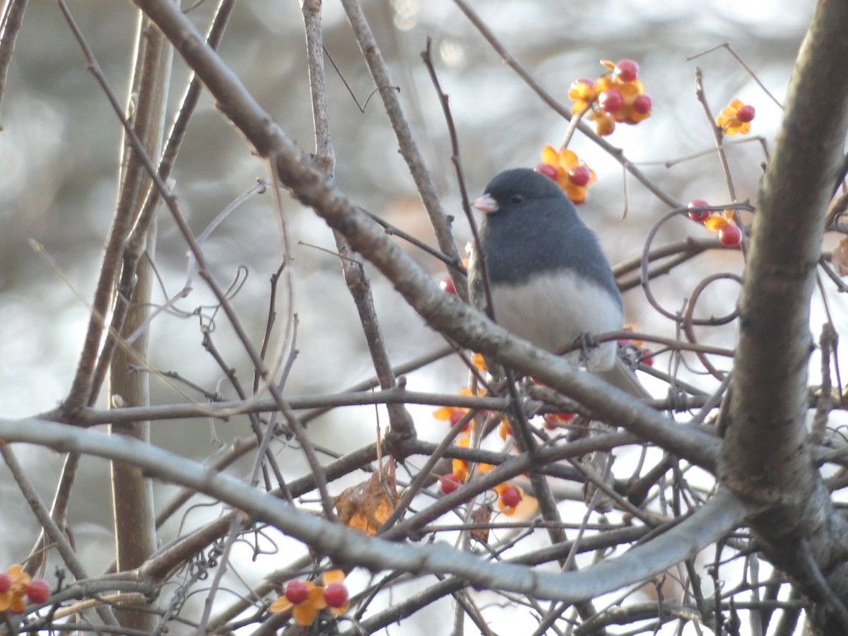 Dark-eyed Junco - ML643380063