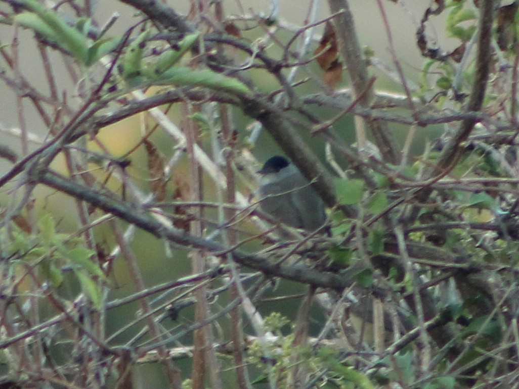 סבכי שחור-כיפה - ML643380076