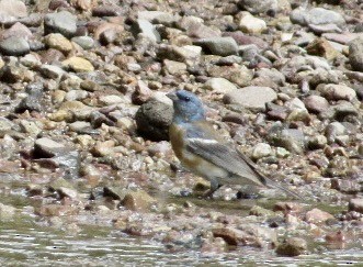 Lazuli Bunting - ML643380079