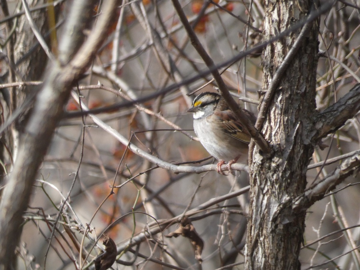 White-throated Sparrow - ML643380088