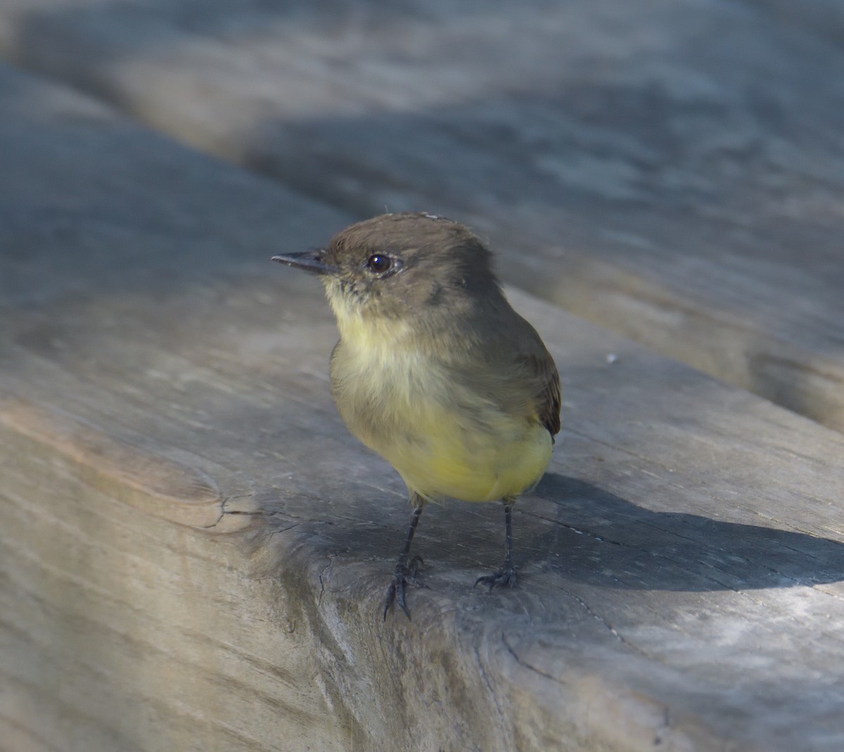 Eastern Phoebe - ML643380089