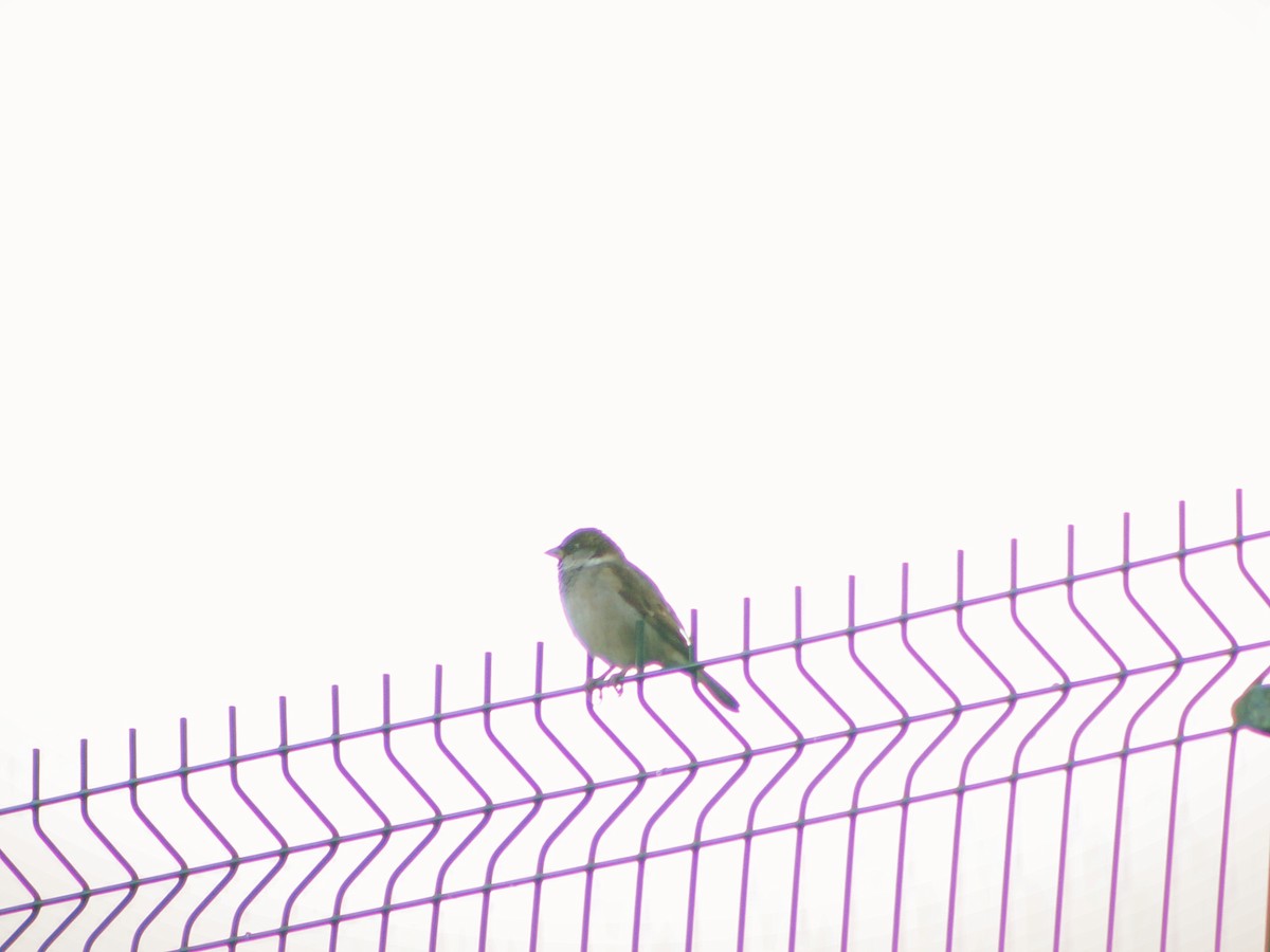 דרור הבית - ML643380097