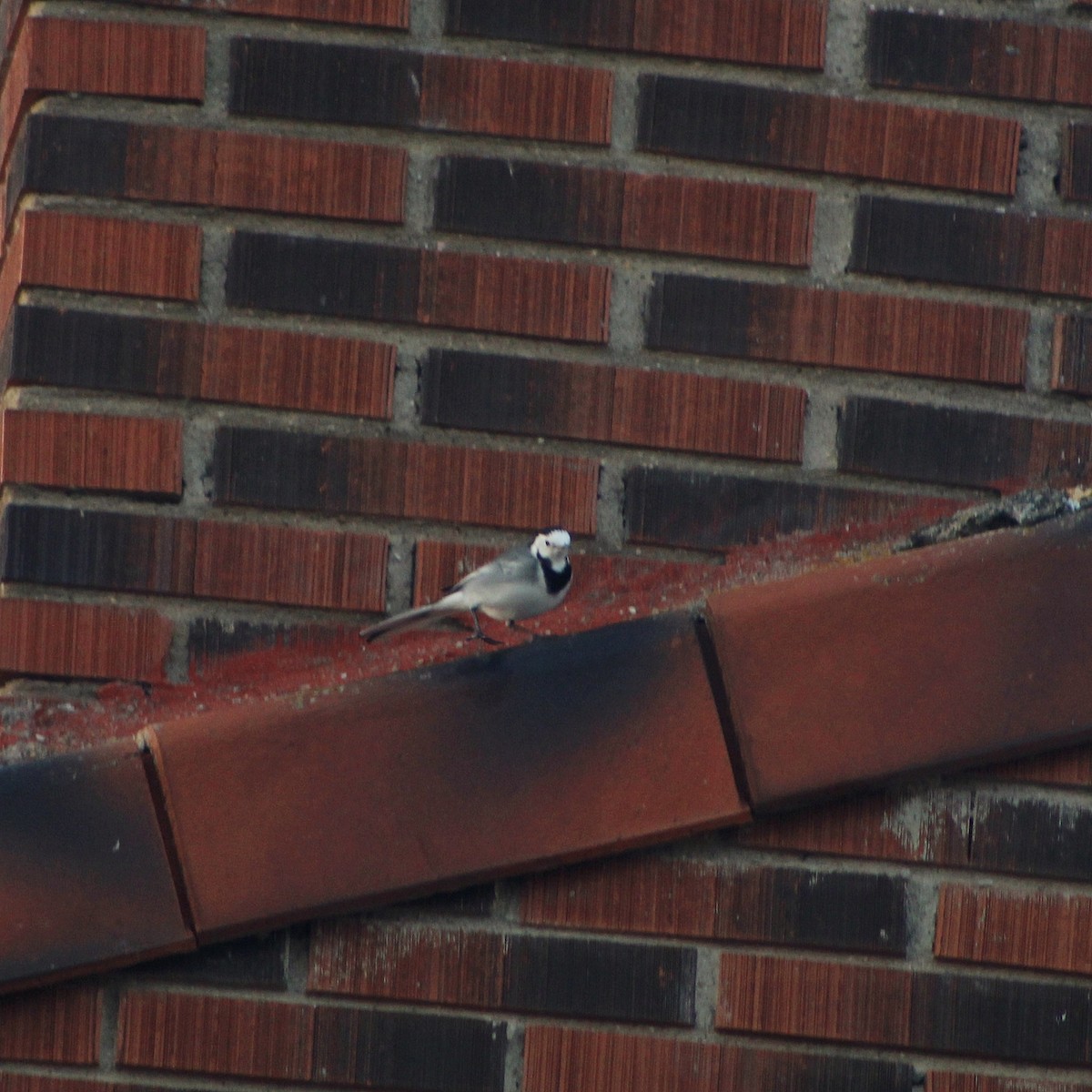 נחליאלי לבן - ML643380106