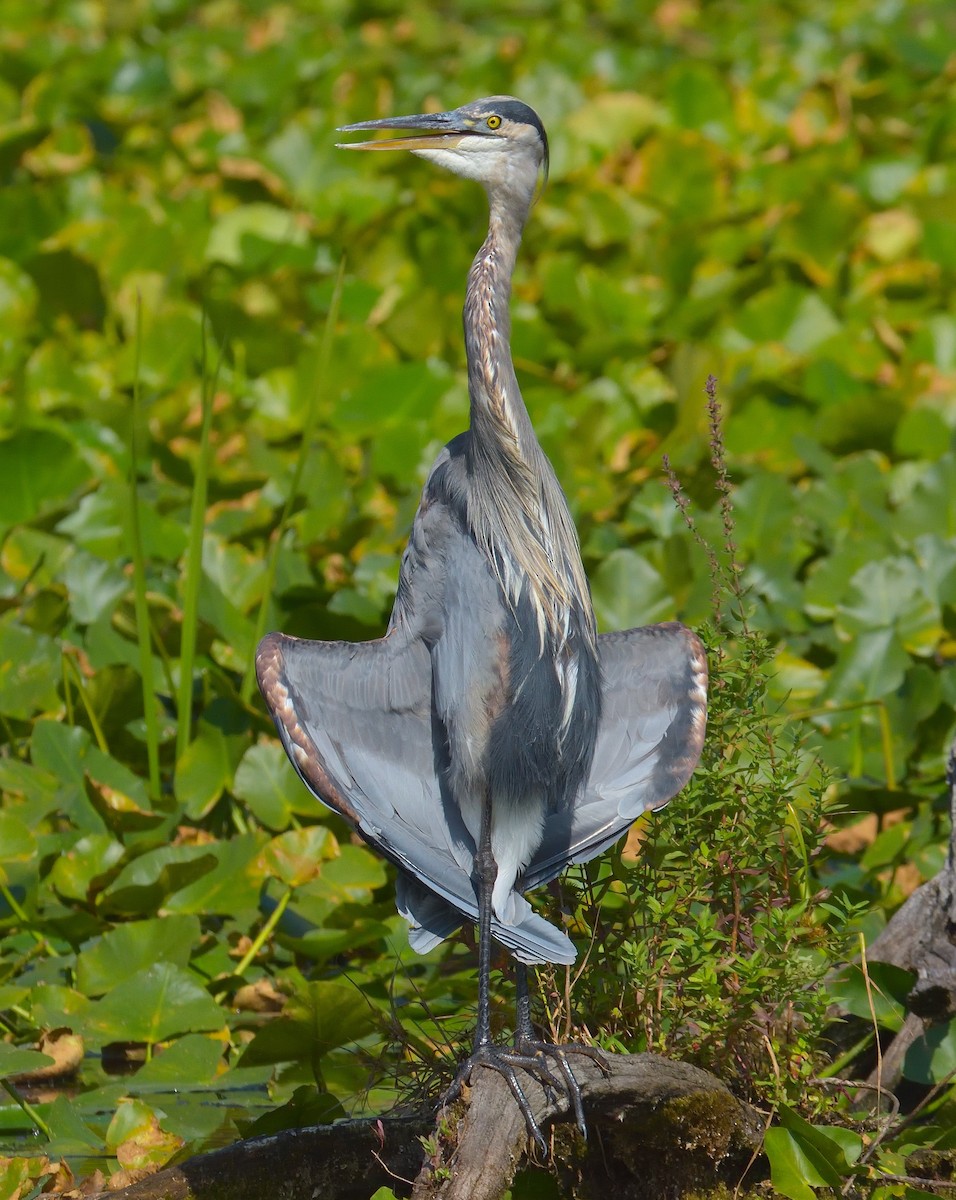 Great Blue Heron (Great Blue) - ML643380108