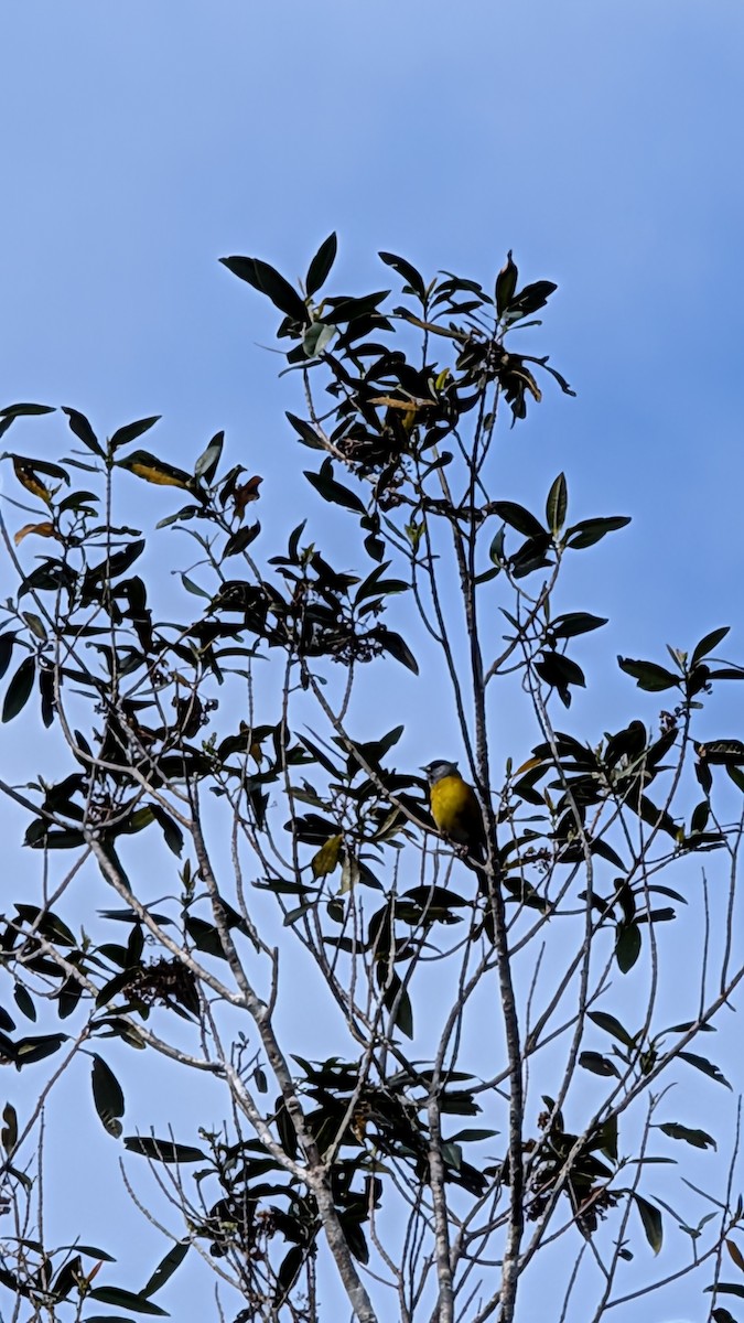 Patagonian Sierra Finch - ML643380125