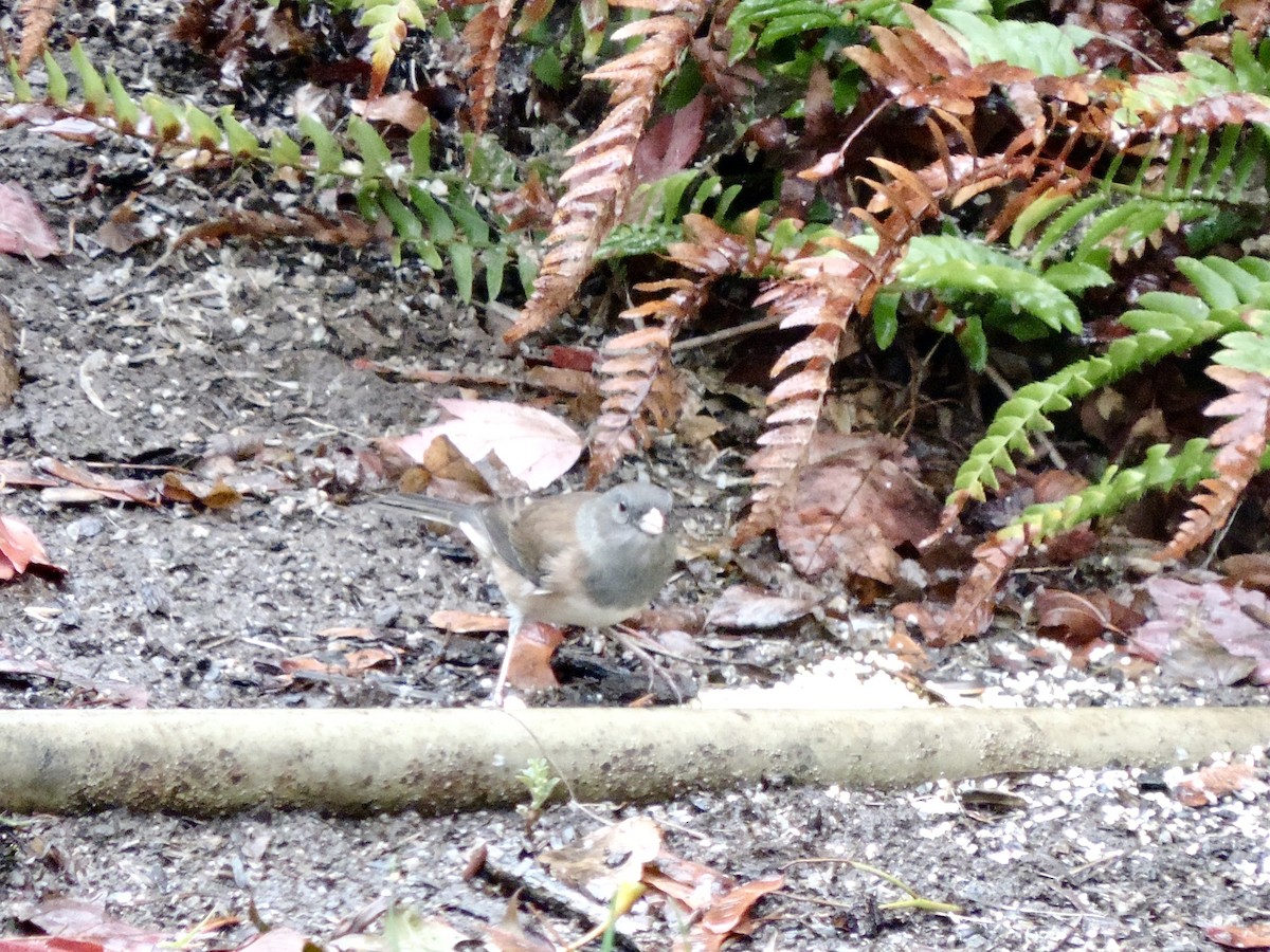Dark-eyed Junco (Oregon) - ML643380135