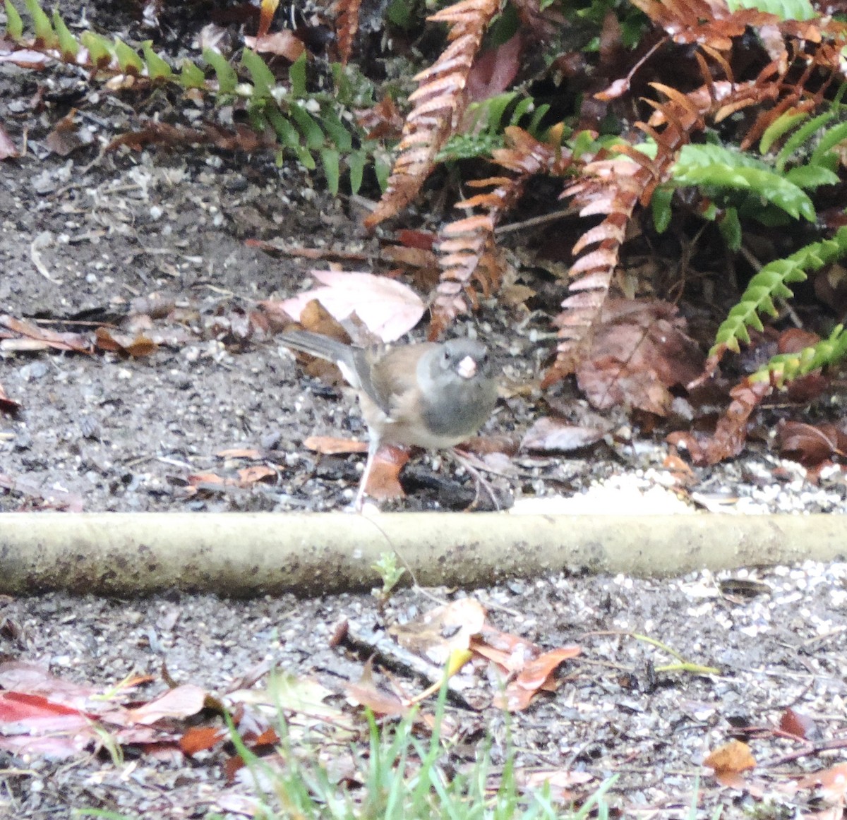 Dark-eyed Junco (Oregon) - ML643380136