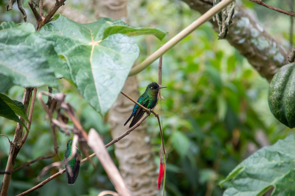 Fiery-throated Hummingbird - ML643380151