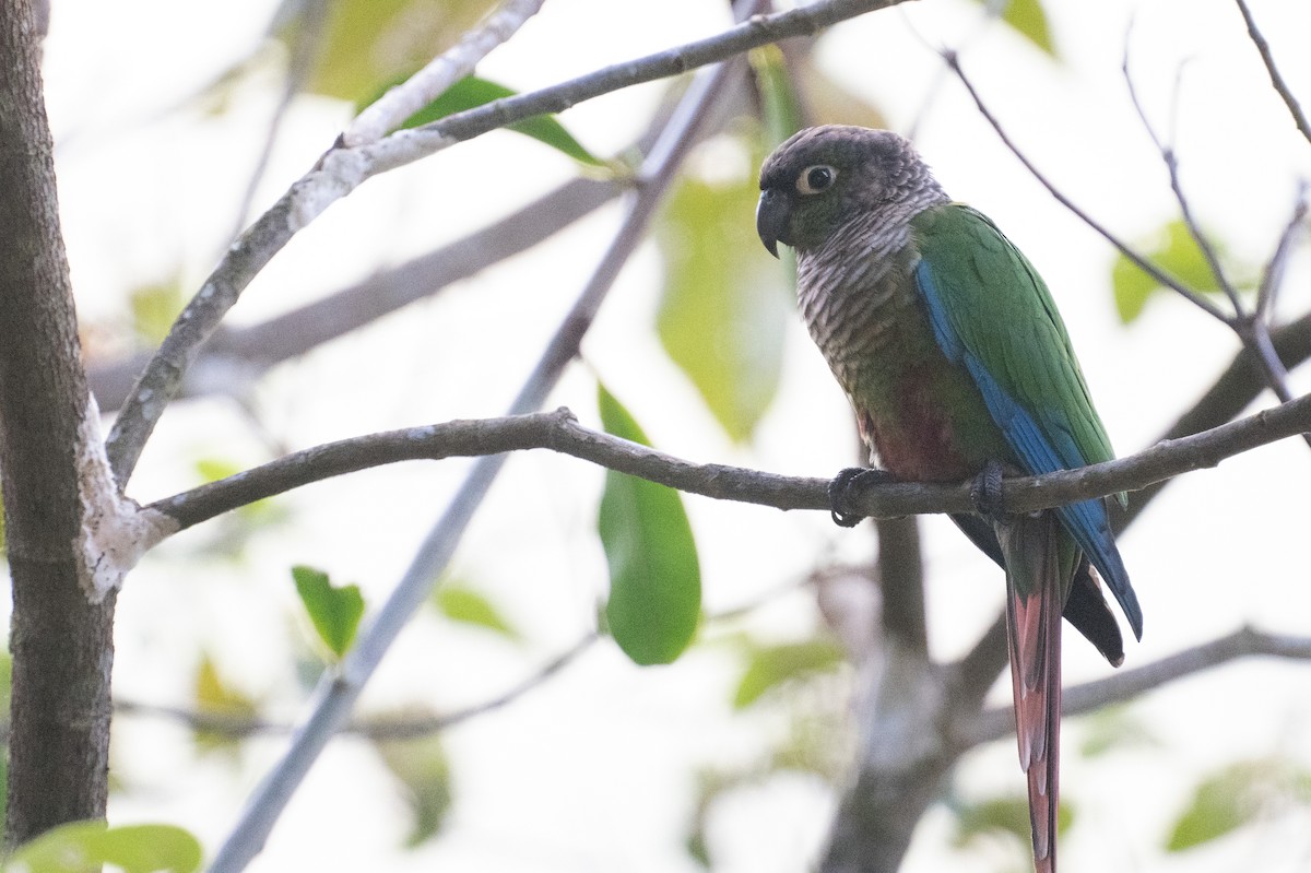 Green-cheeked Parakeet - ML643380157