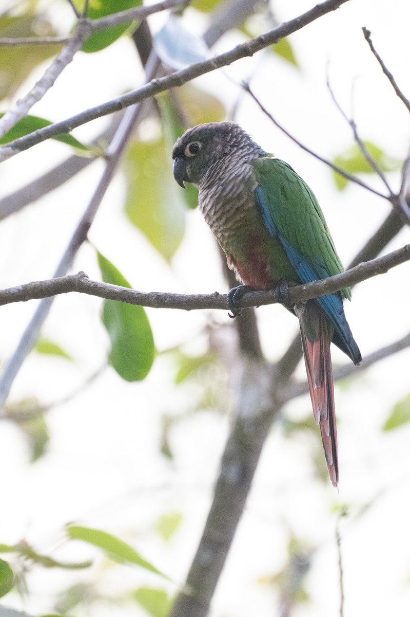 Green-cheeked Parakeet - ML643380158