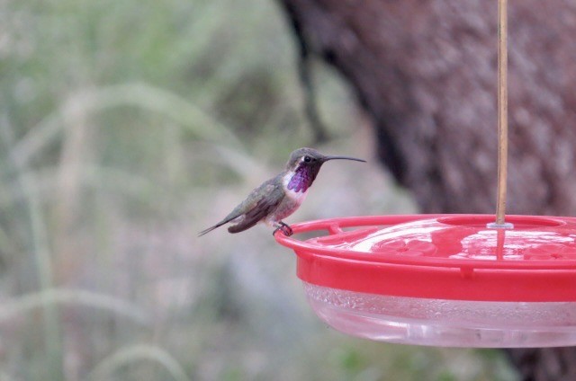 Işıldayan Kolibri - ML643380177