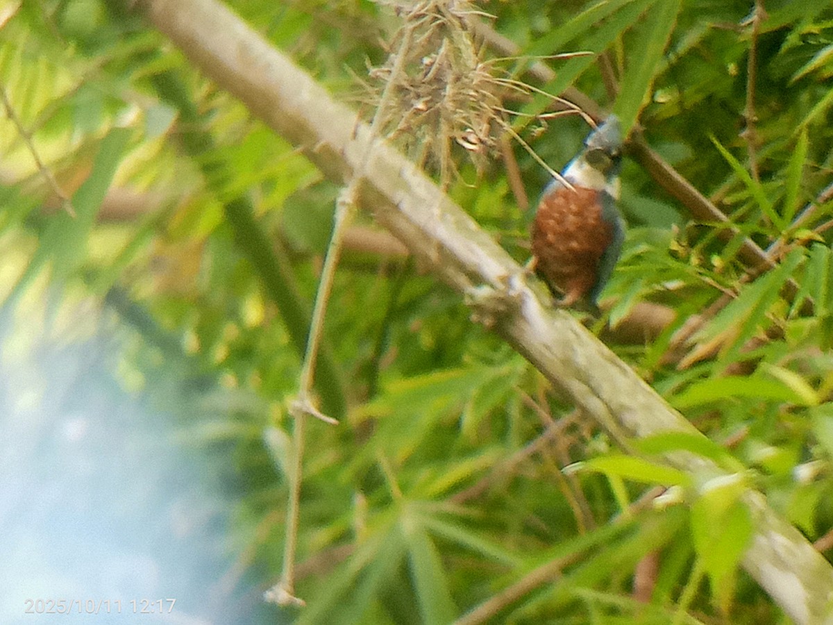Ringed Kingfisher - ML643380178