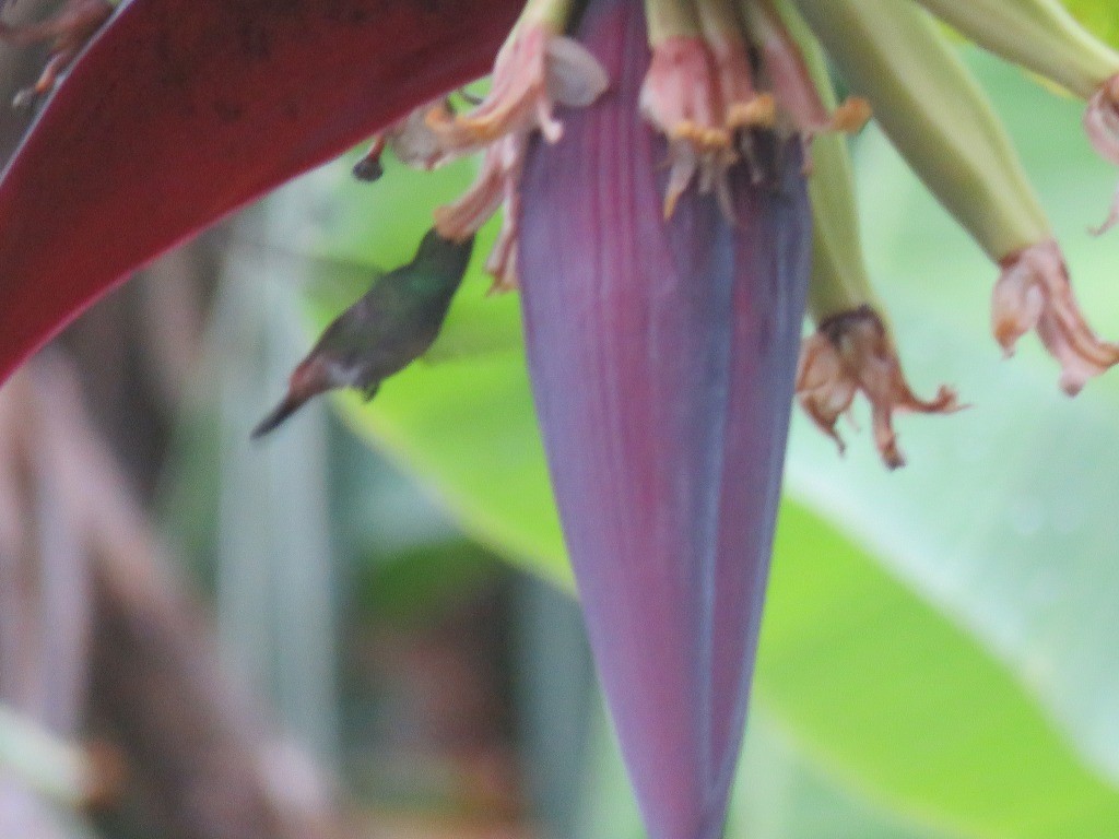 Rufous-tailed Hummingbird - ML643380180