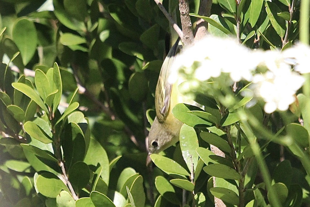 ベルモズモドキ（bellii／medius） - ML643380193