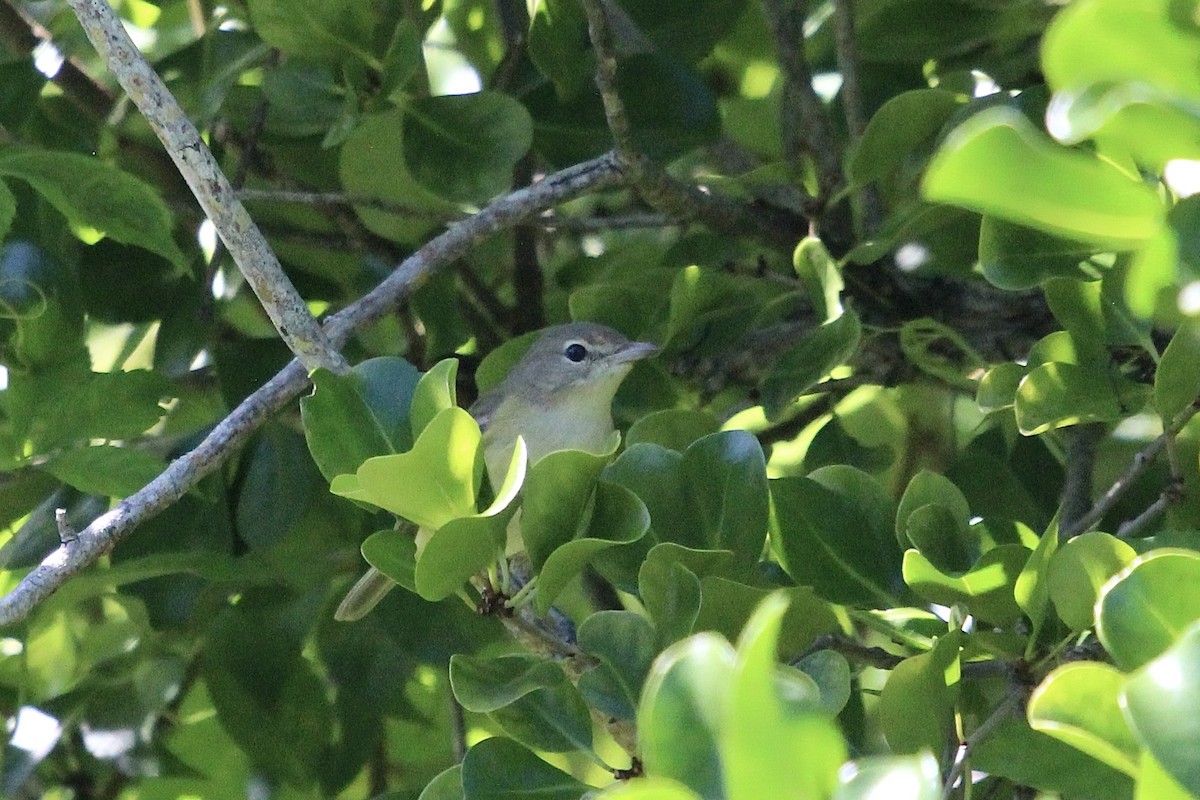 ベルモズモドキ（bellii／medius） - ML643380194