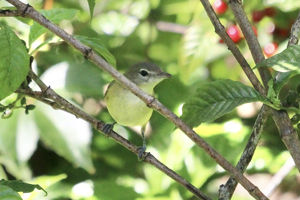 ベルモズモドキ（bellii／medius） - ML643380196